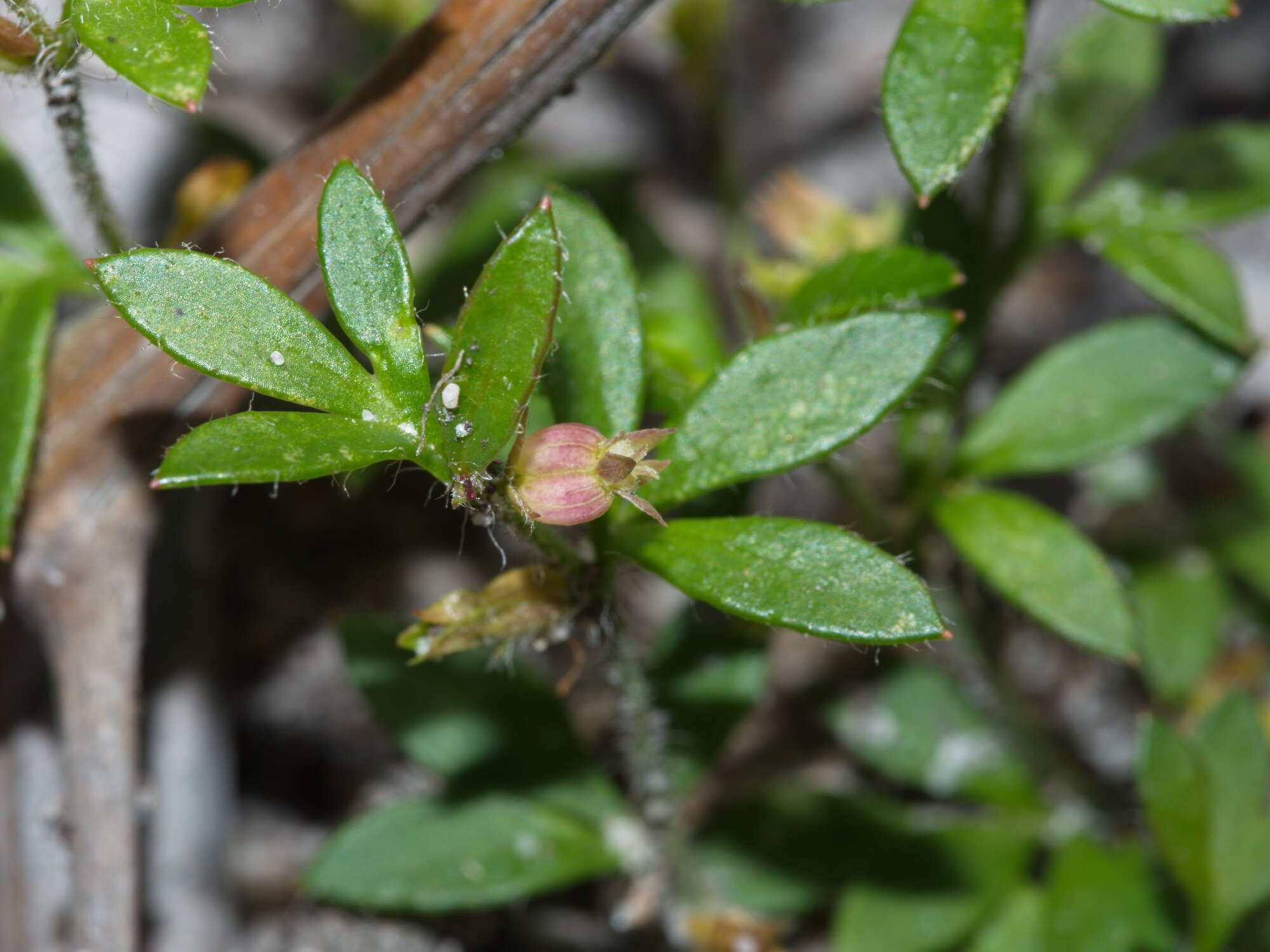 Imagem de Xanthosia tasmanica Domin