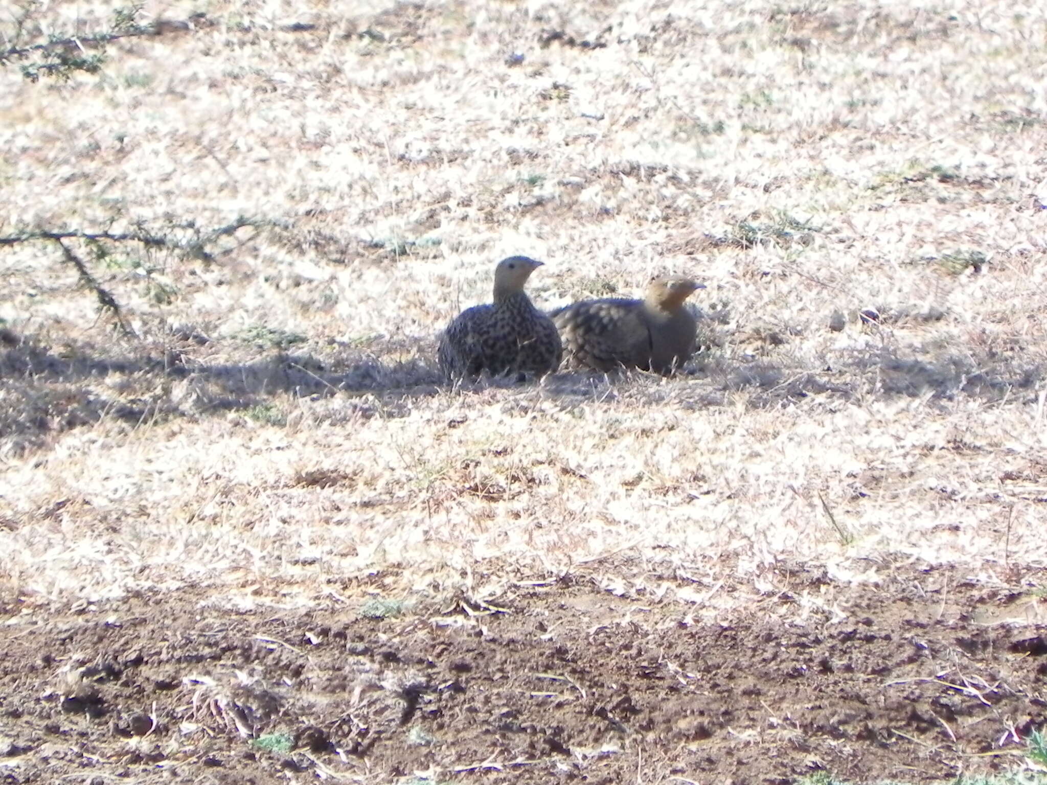 Image of Chestnut-bellied Sandgrouse