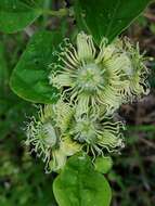 Passiflora auriculata Kunth的圖片