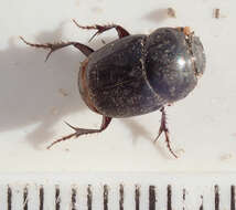 Imagem de Euonthophagus carbonarius (Klug 1855)