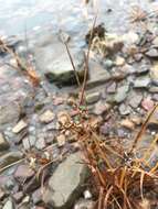 Image of Dentate umbrella sedge