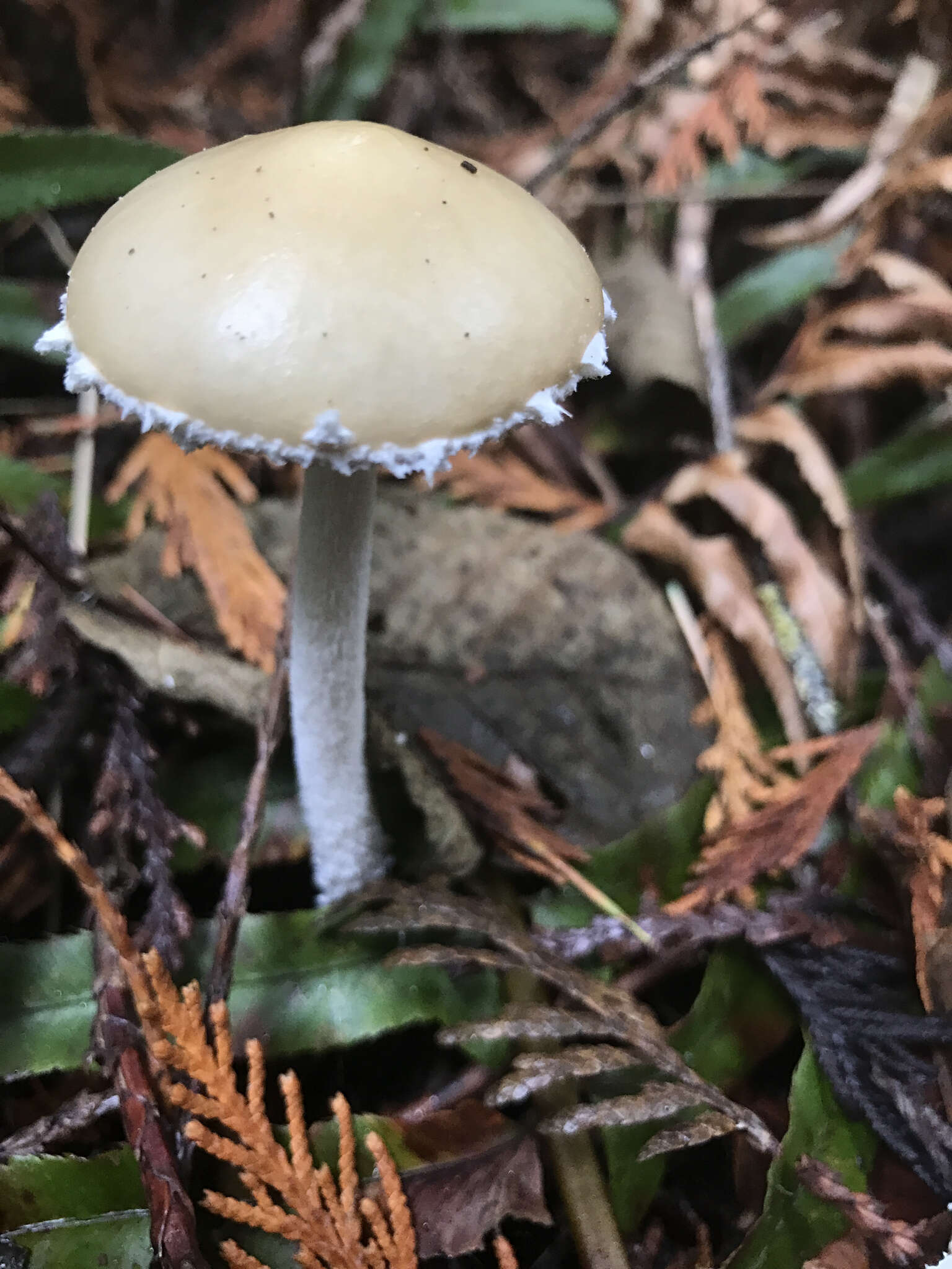 Image of Stropharia ambigua (Peck) Zeller 1914