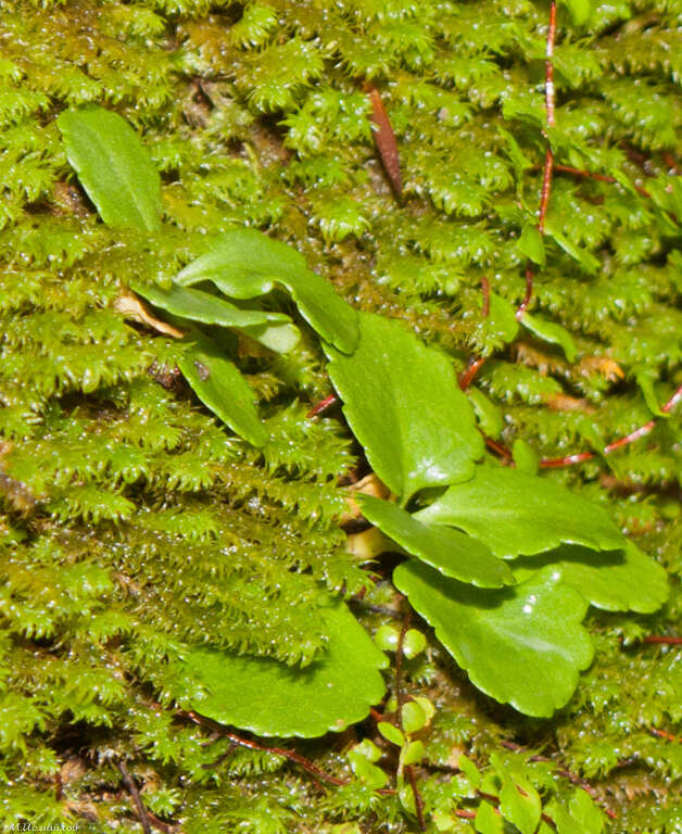 Image of Umbilicus oppositifolius (Ledeb.) Ledeb.