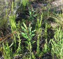 Image of Hakea salicifolia subsp. salicifolia