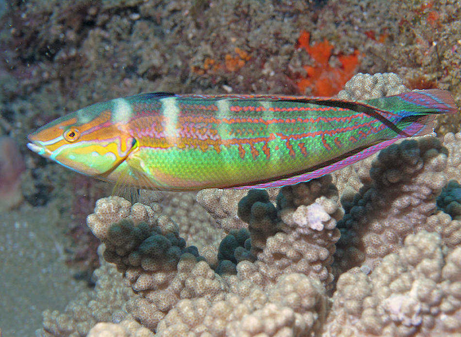 Image of Spot-tail wrasse