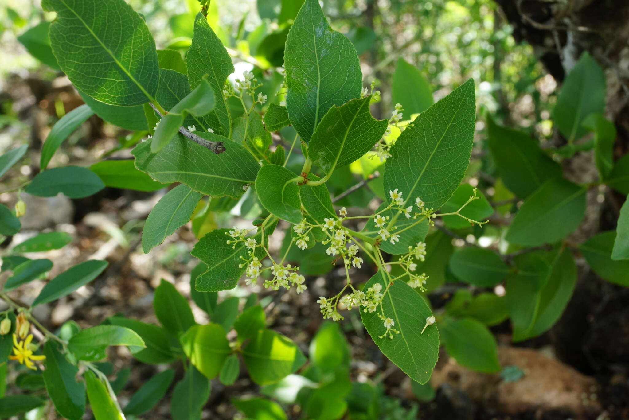 Image of Lydenburgia cassinoides N. Robson