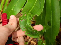 Plancia ëd Clinodiplosis rhododentri (Felt 1939)