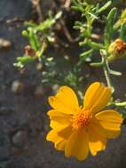 Image of Boeberastrum anthemidifolium (Benth.) Rydb.