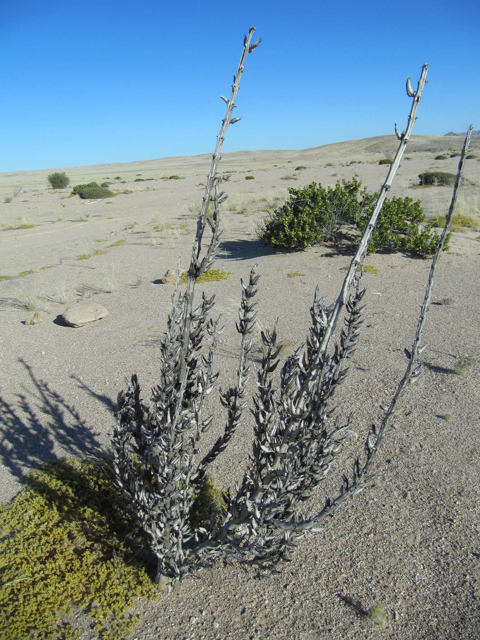 Image of Rogeria longiflora (Royen) J. Gay