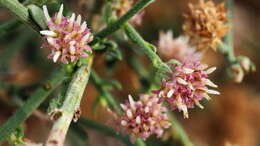 Image of shortleaf baccharis