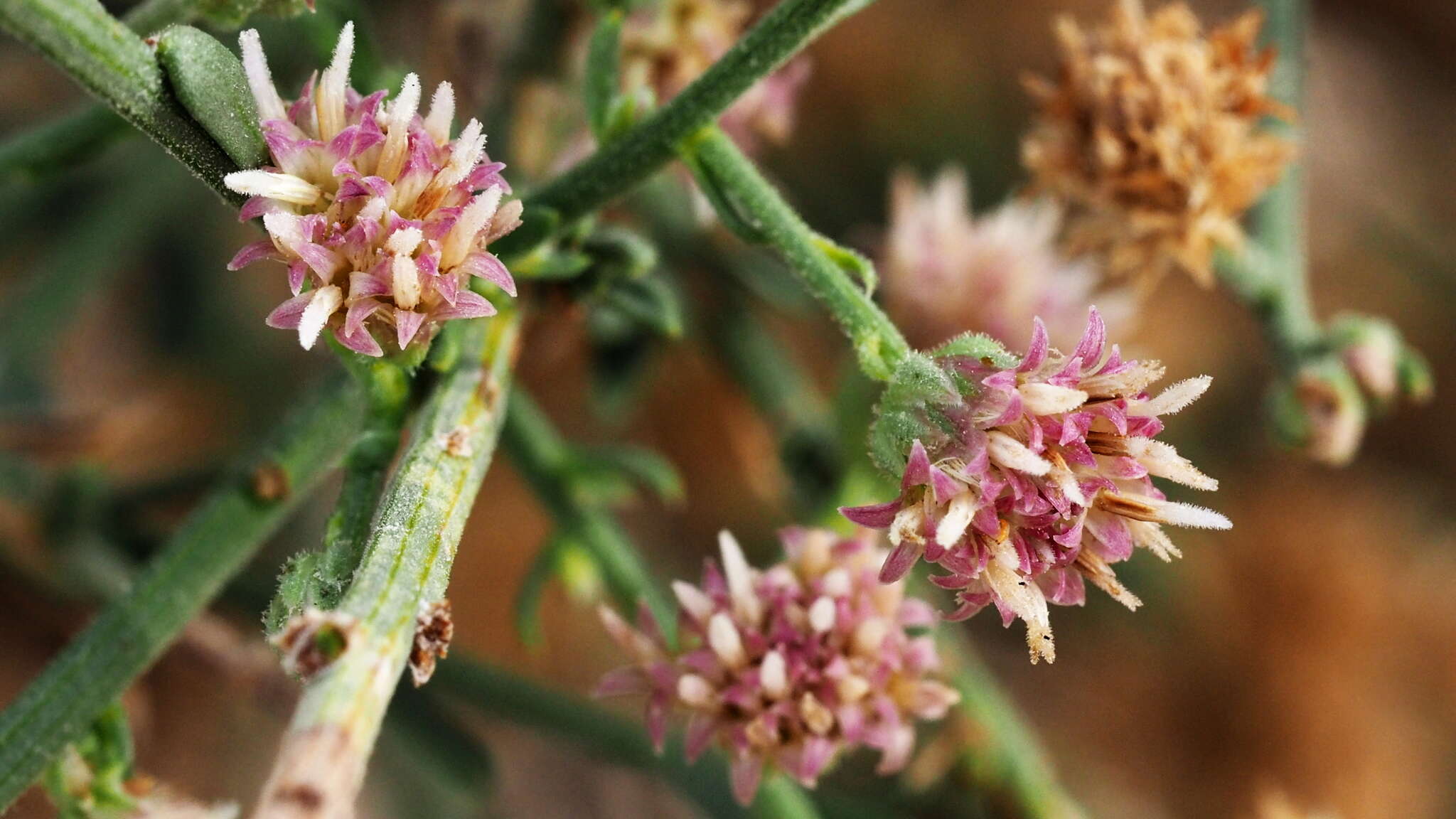 Image of shortleaf baccharis