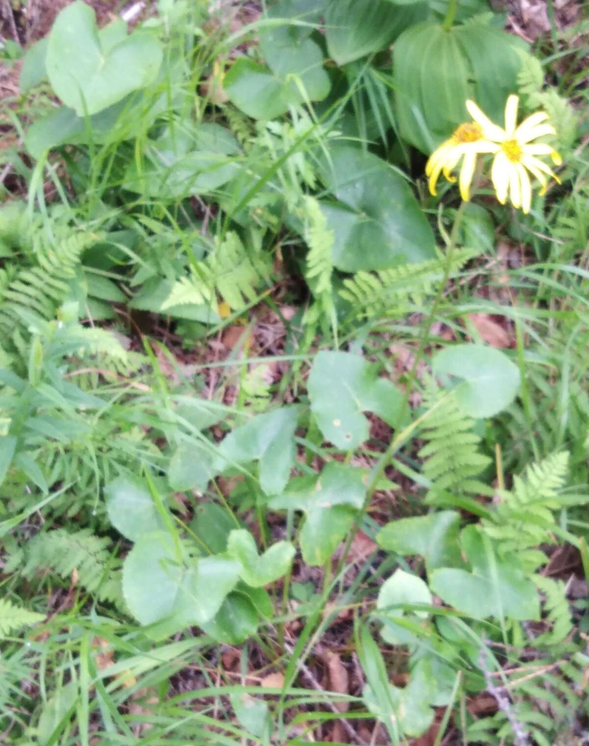 Image of Ligularia calthifolia Maxim.