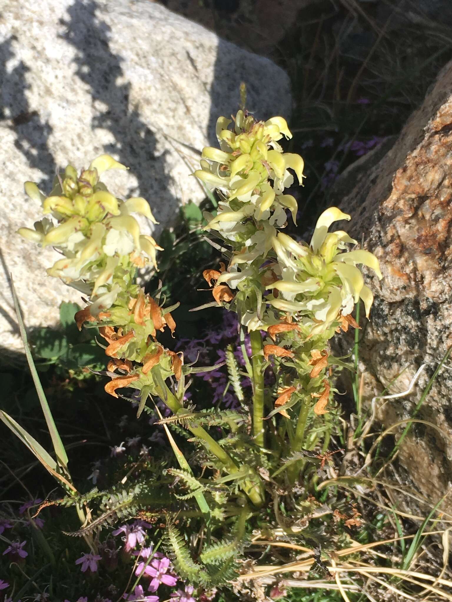 Image de Pedicularis parryi A. Gray