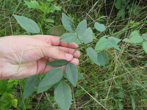 Imagem de Desmodium laevigatum (Nutt.) DC.