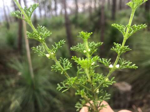 Image of Cyanothamnus occidentalis