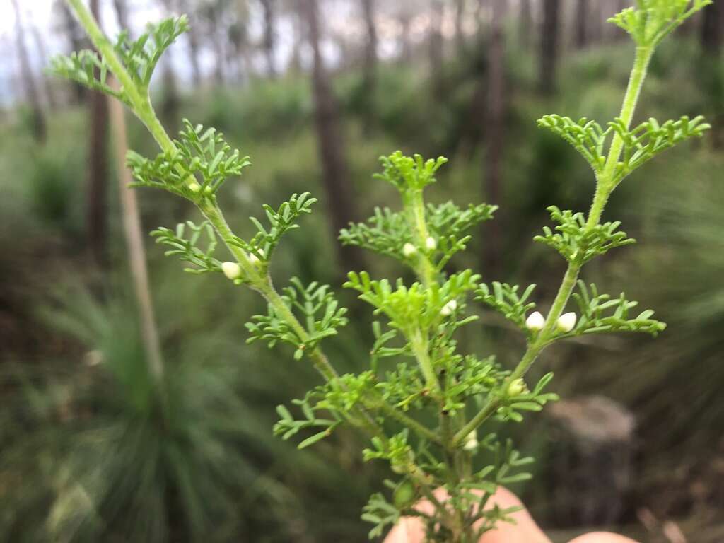 Imagem de Cyanothamnus occidentalis