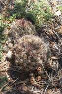 Image of Pincushion Cactus