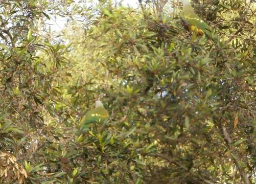 Image of Wompoo Fruit Dove
