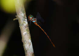 Image of Ochre-tipped Darner