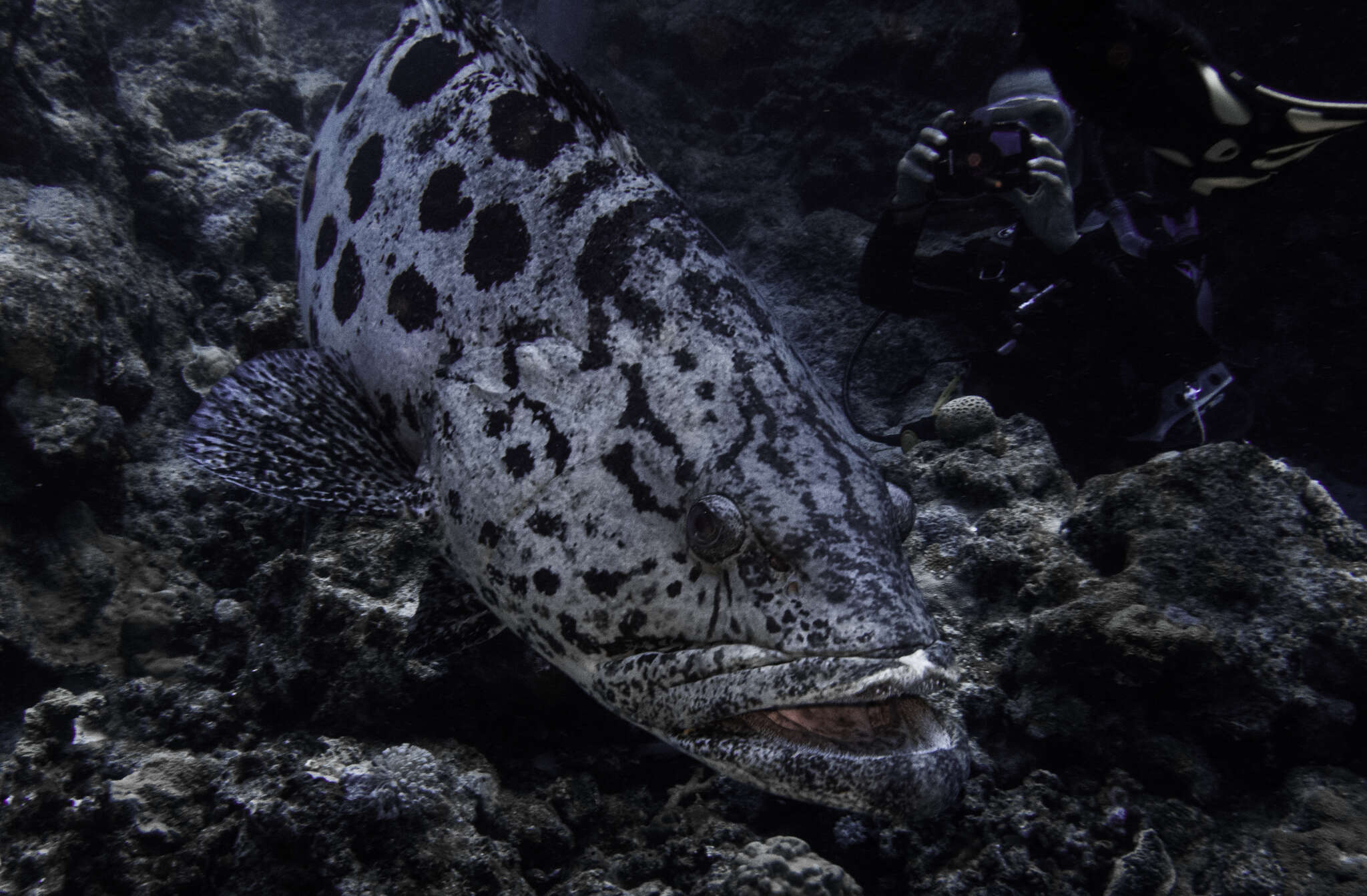 Imagem de Epinephelus tukula Morgans 1959