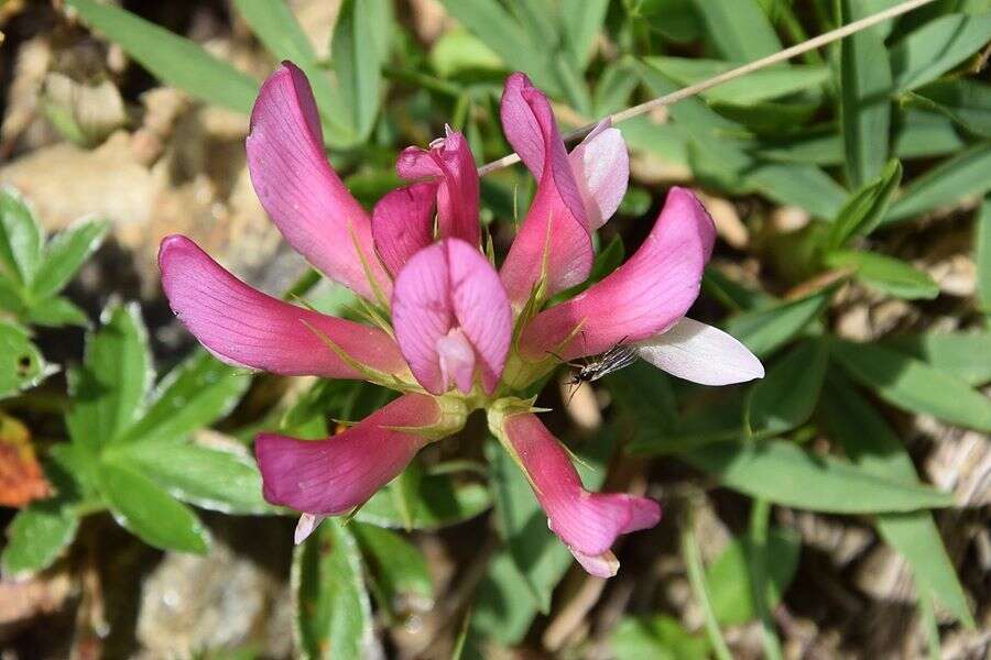 Image of alpine clover