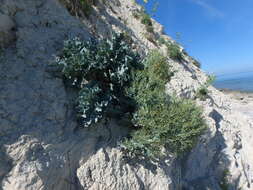 Image of sea kale