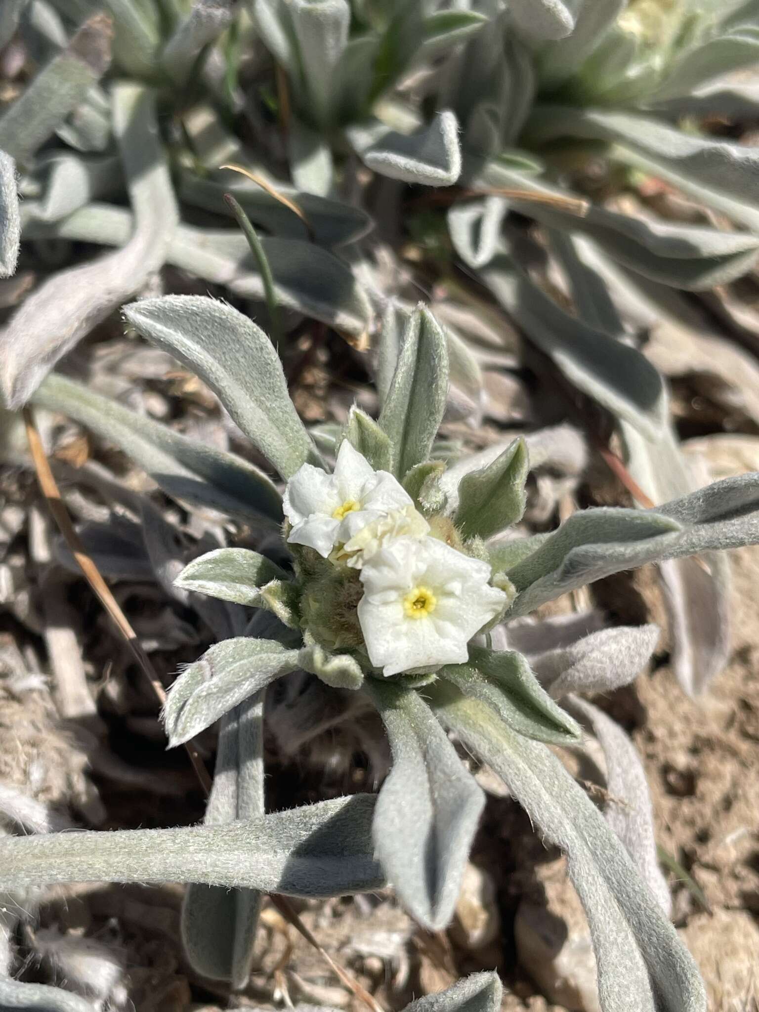 Image of roundspike cryptantha