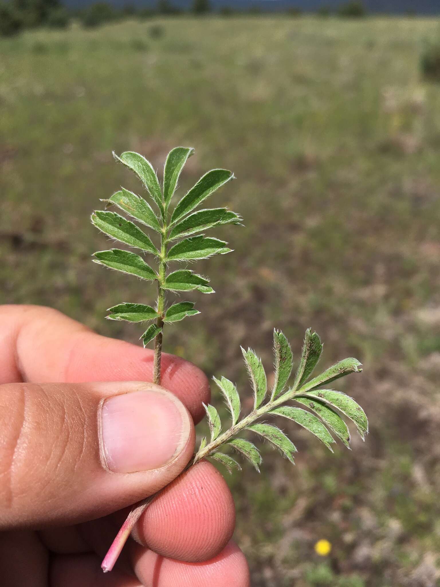 Potentilla crinita A. Gray resmi