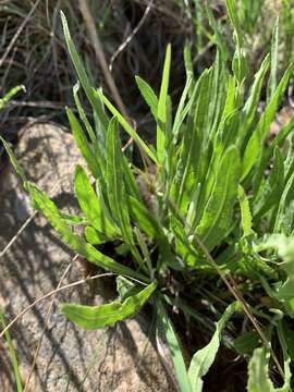 Image of Helichrysum acutatum DC.