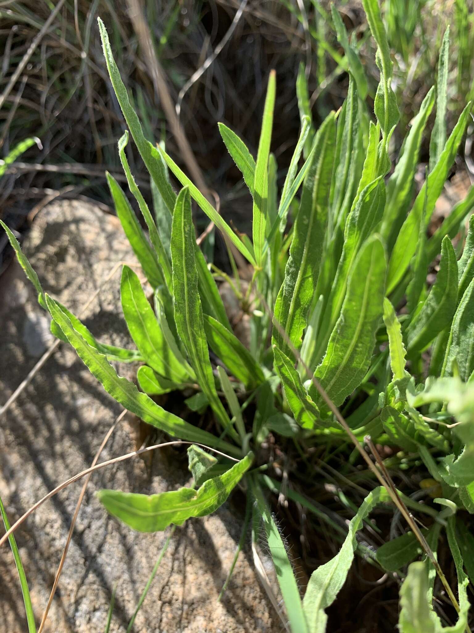 Слика од Helichrysum acutatum DC.