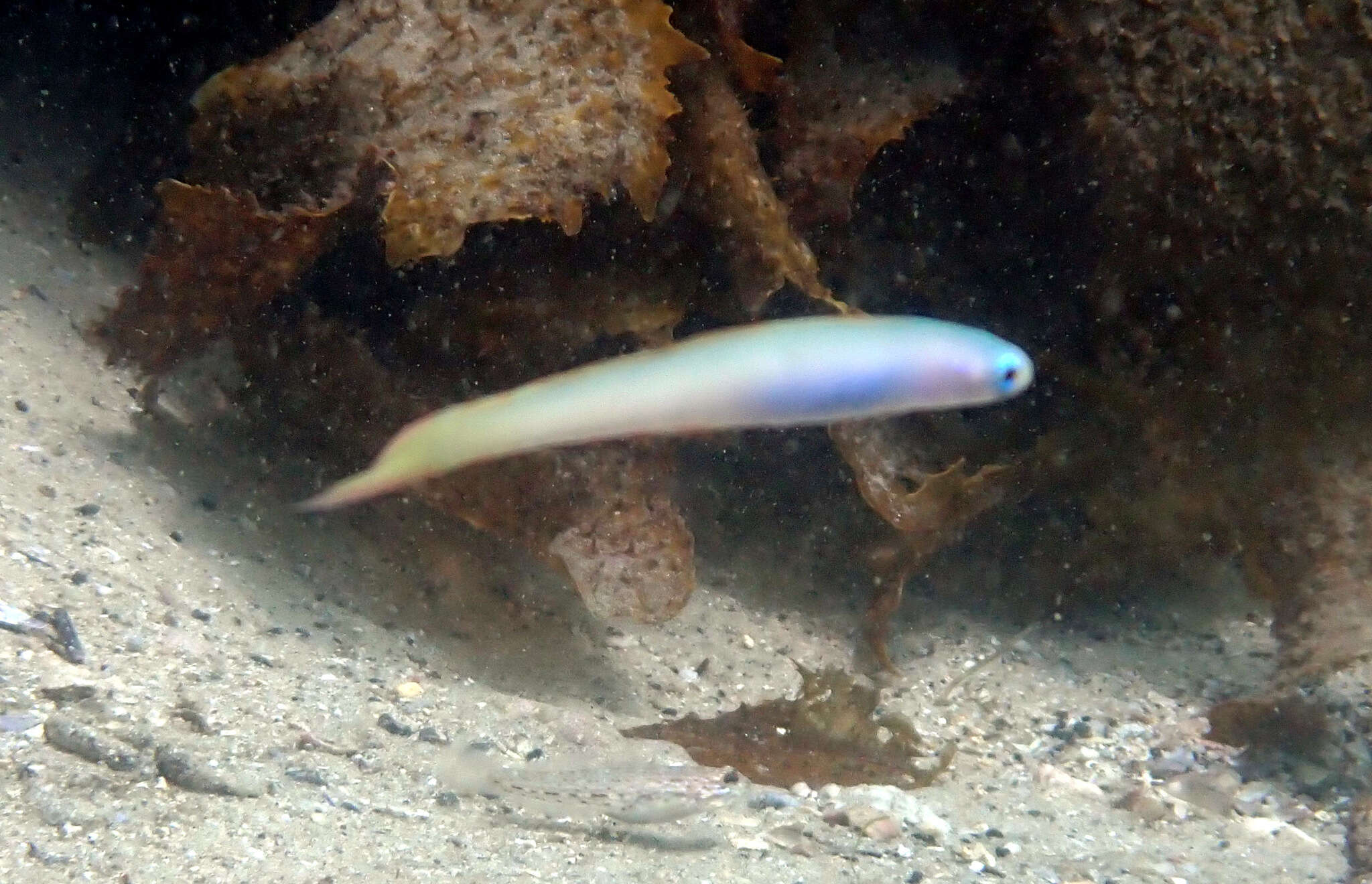 Image of Lyre-tail dart goby