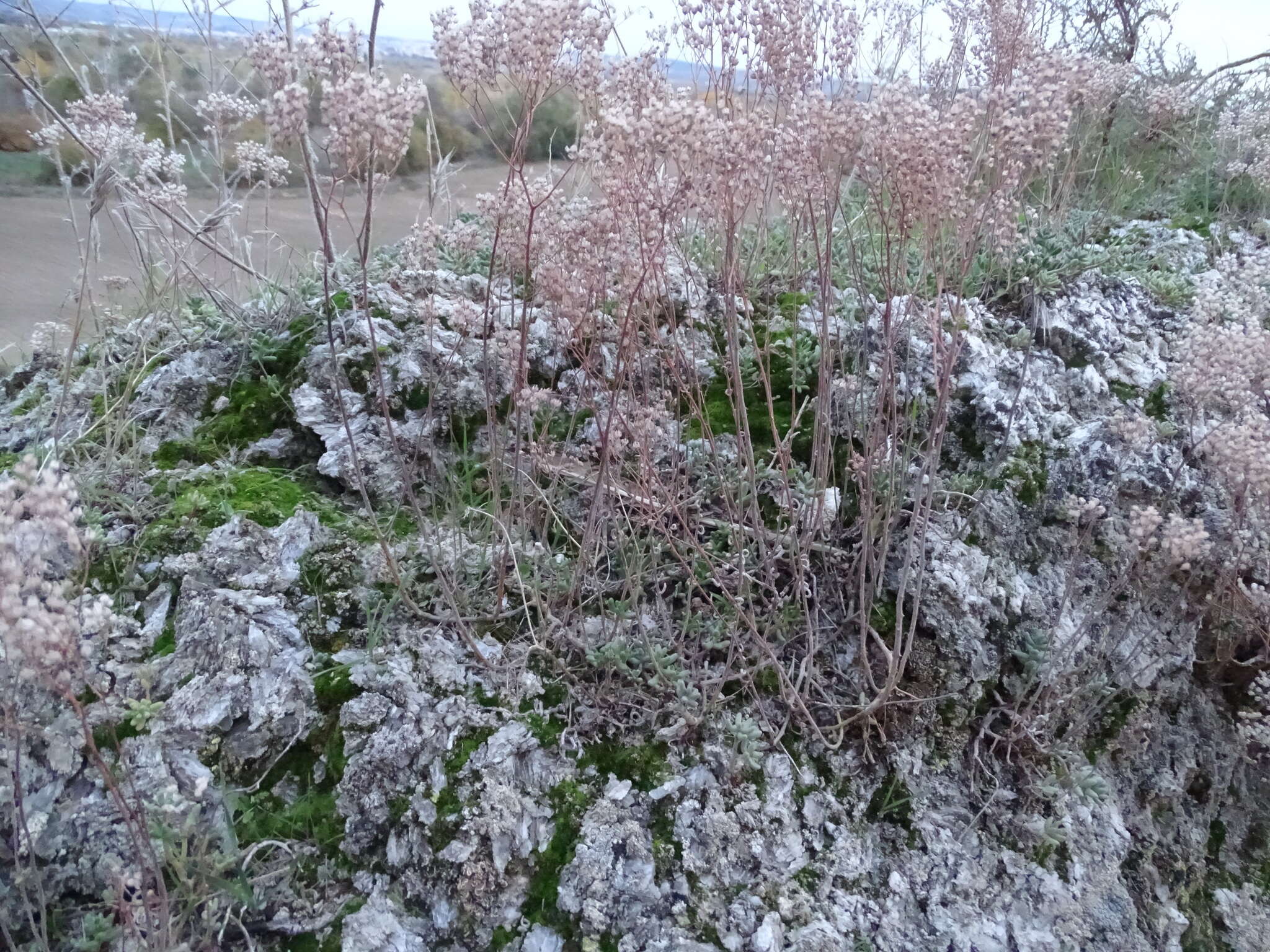 Image of Sedum gypsicola Boiss. & Reuter