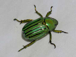 Image of Glorious Scarab