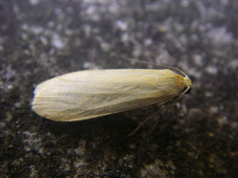 Image of orange footman