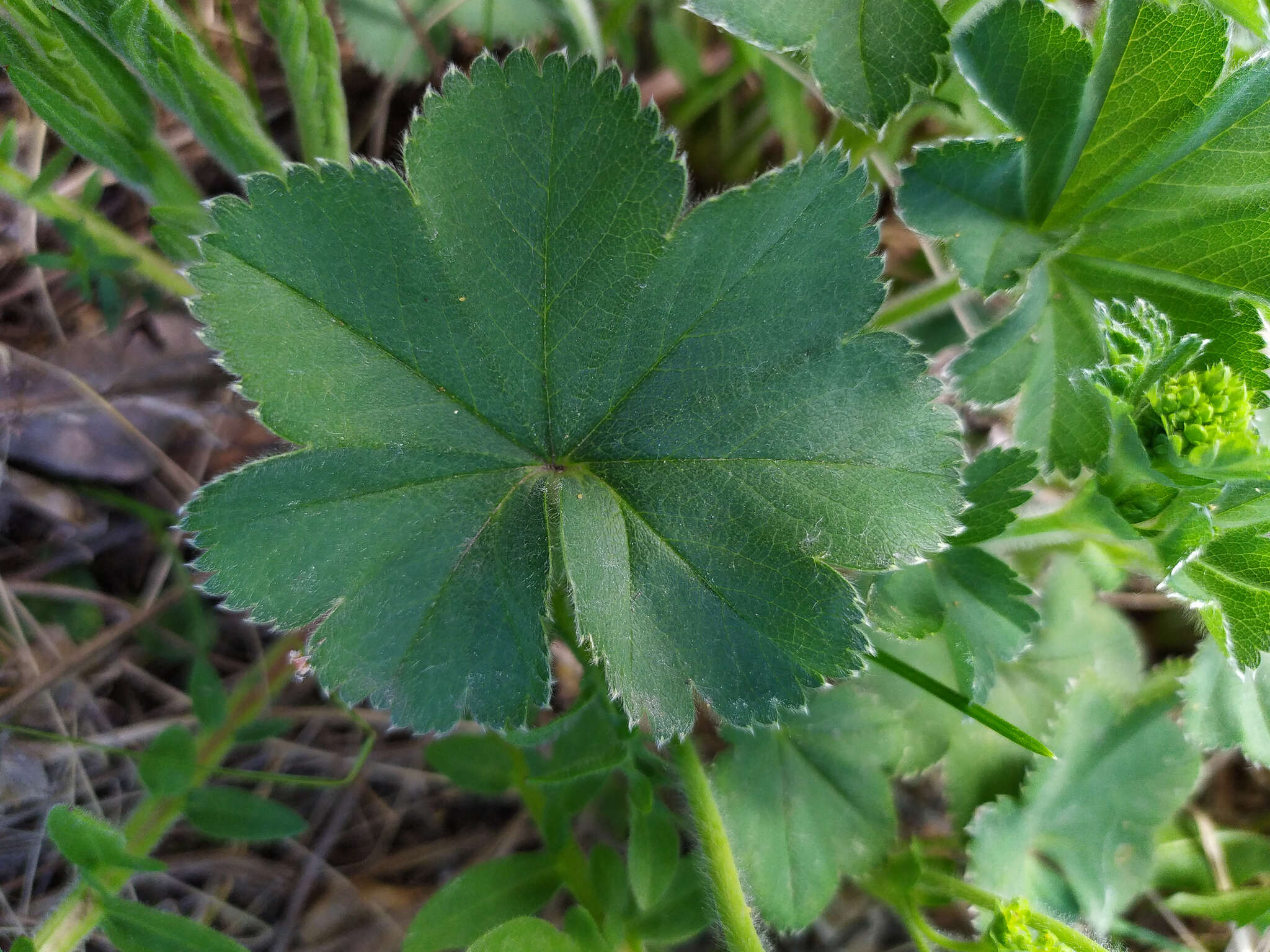 Image of Alchemilla sarmatica Juz.