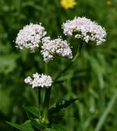 Image of Valeriana grossheimii Vorosh.