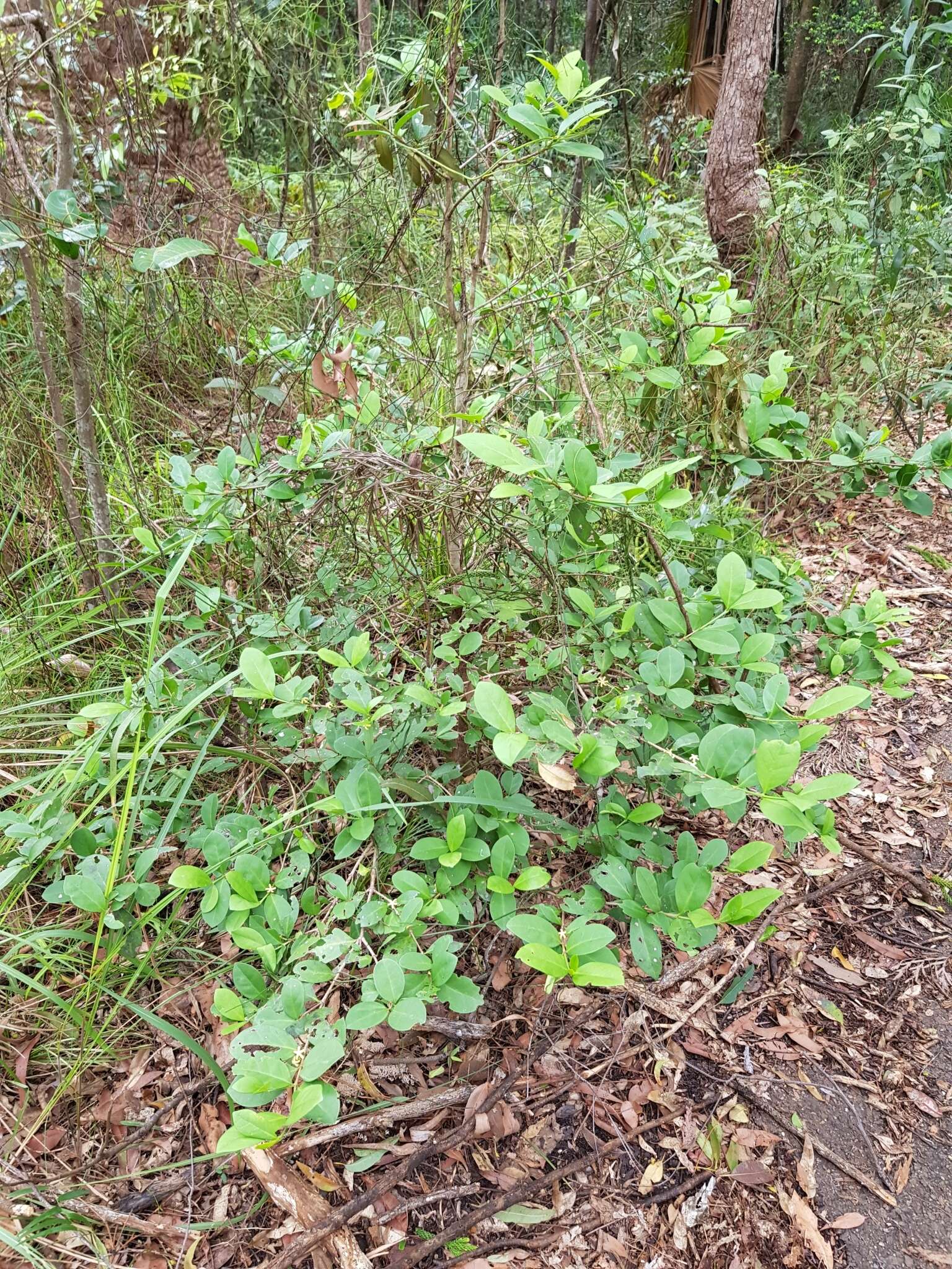 Image of Cyclophyllum coprosmoides (F. Muell.) S. T. Reynolds & R. J. F. Hend.