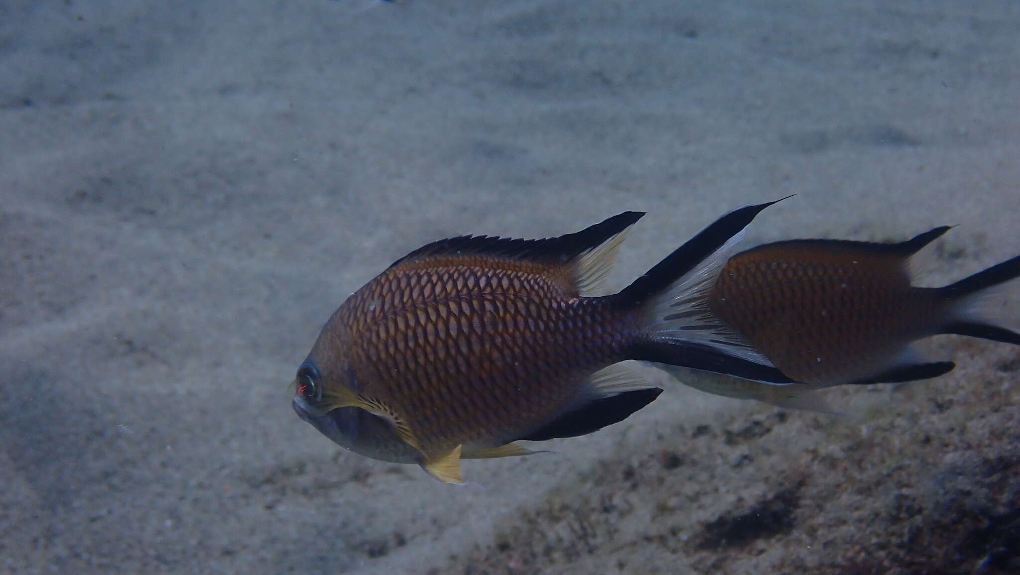 Image of Azores Chromis