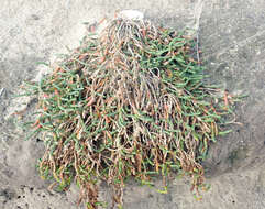 Image de Salicornia quinqueflora subsp. quinqueflora