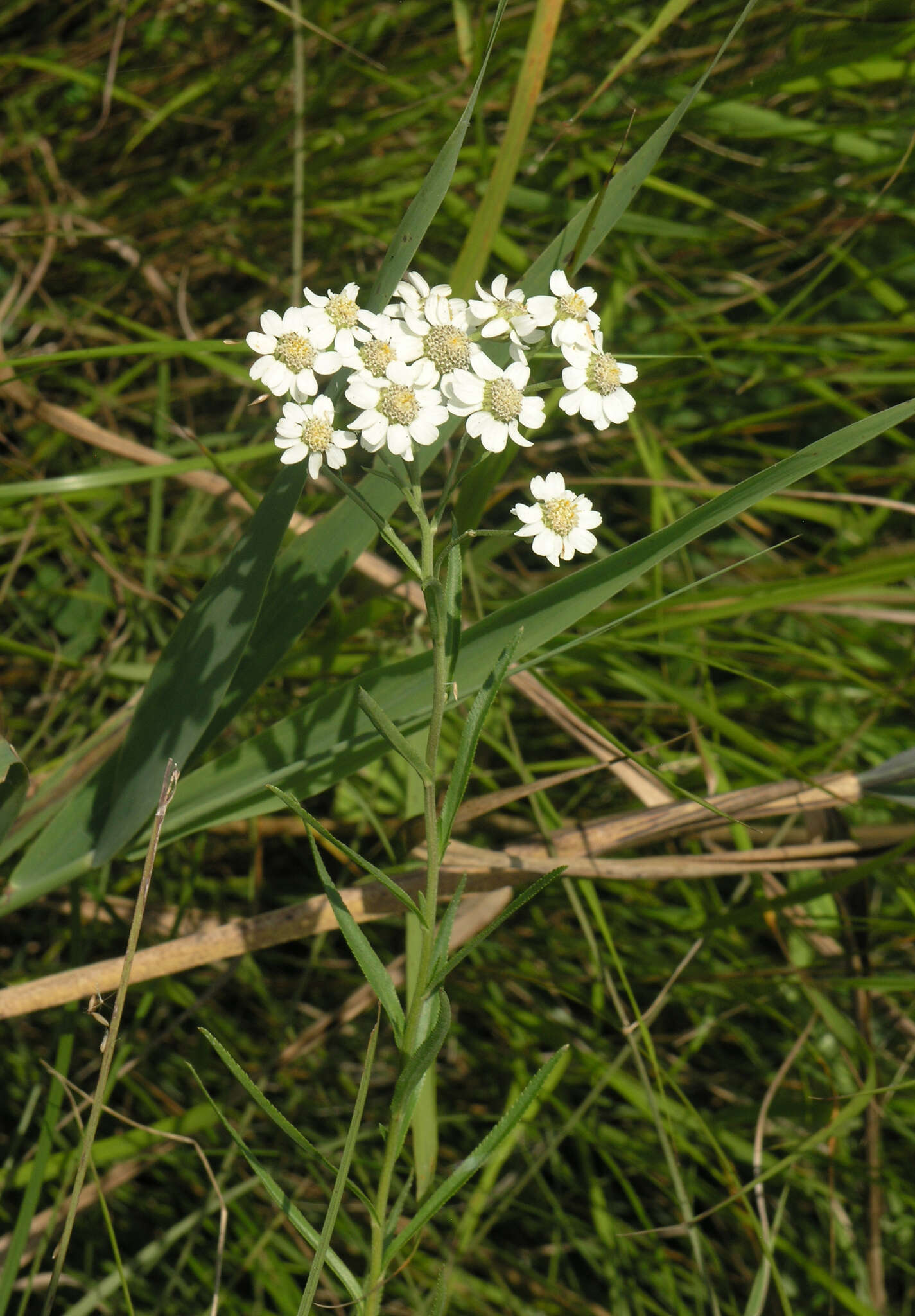 Image of Achillea acuminata (Ledeb.) Sch. Bip.