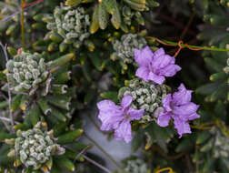 Image de Coopernookia polygalacea (de Vriese) Carolin