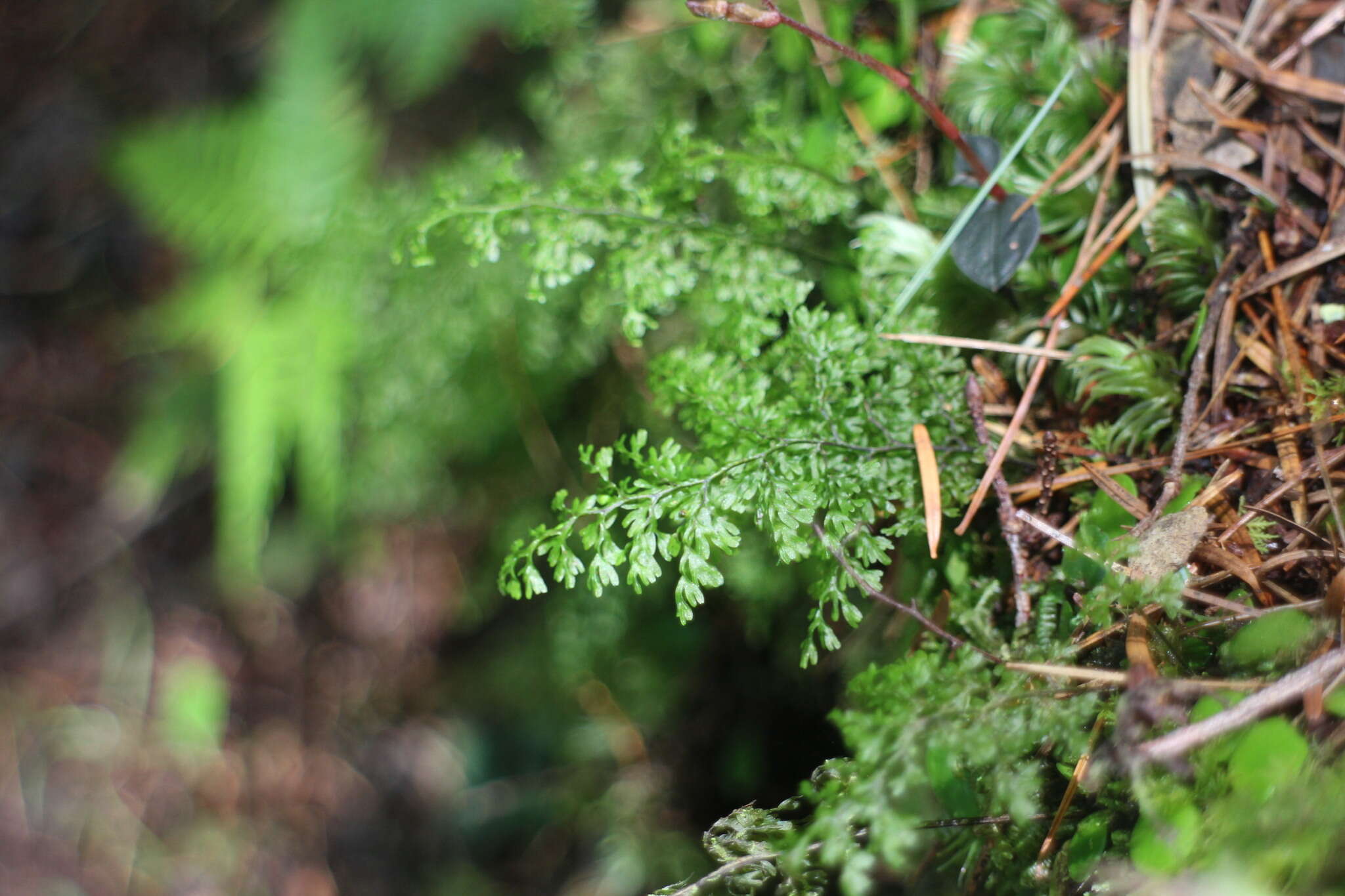 Imagem de Hymenophyllum polyanthos (Sw.) Sw.