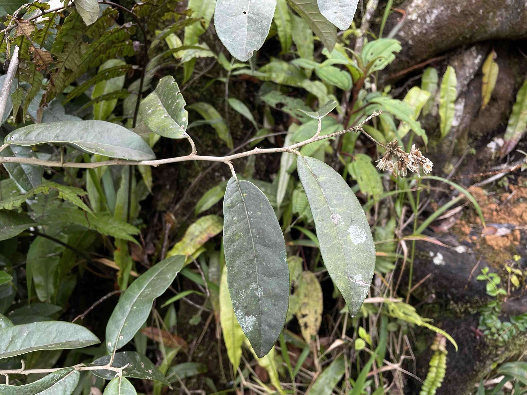 Image of mountain ashdaisy