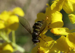 Image of Dasysyrphus venustus (Meigen 1822)