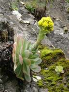 Image of Aeonium diplocyclum (Webb ex Bolle) T. H. M. Mes