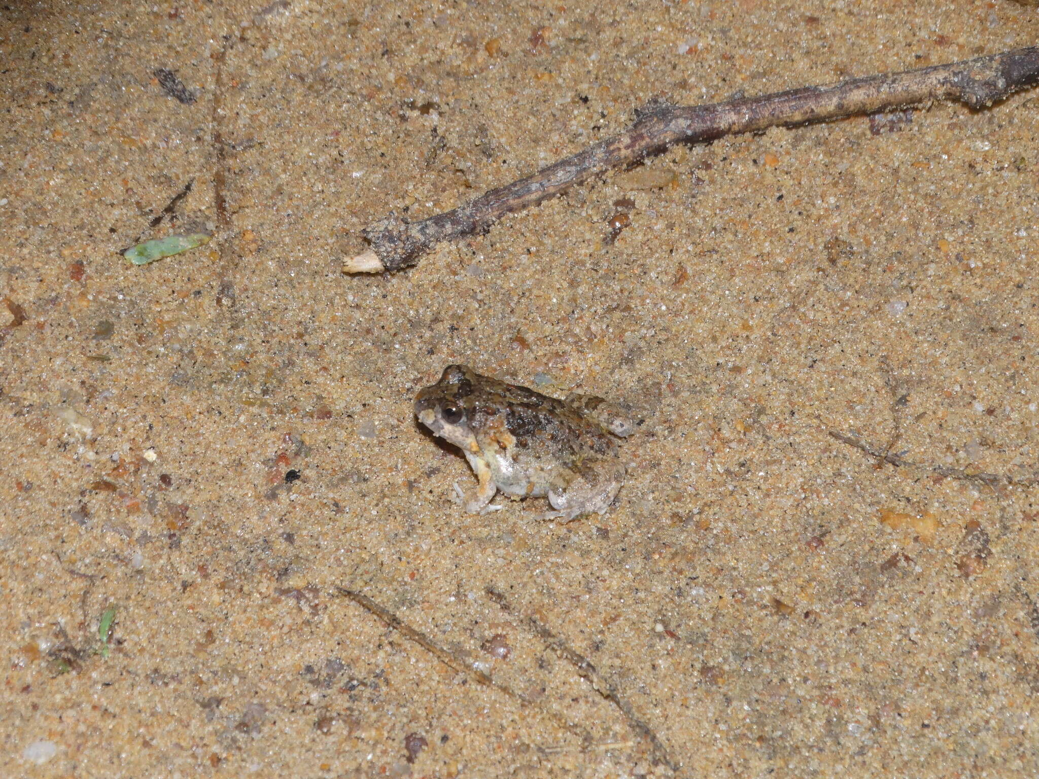 Image of Peters' four-eyed frog