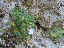 Image of Campanula isophylla Moretti