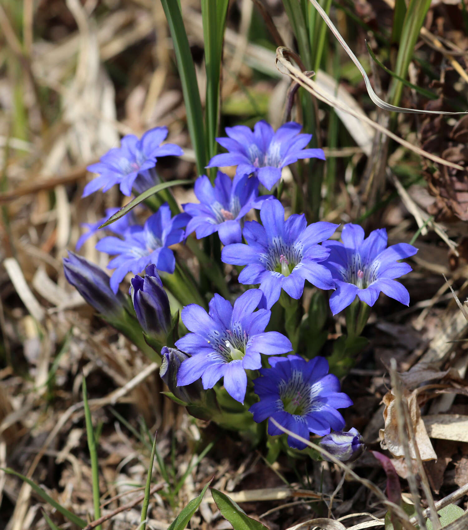 صورة Gentiana thunbergii var. thunbergii