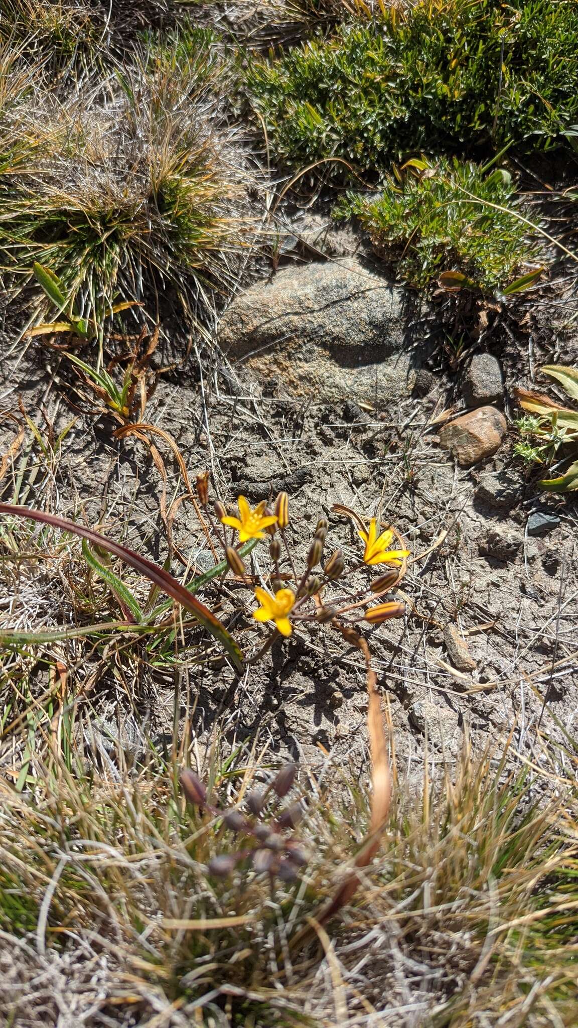 Image of dwarf goldenstar