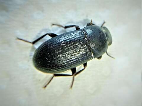 Image of Darkling beetle